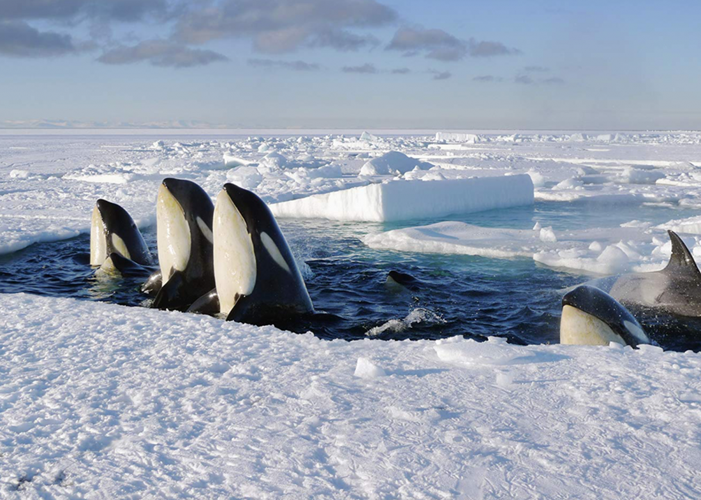 #10. Frozen Planet (2011)